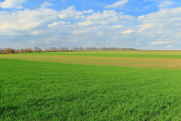 Obraz premium A field of grass