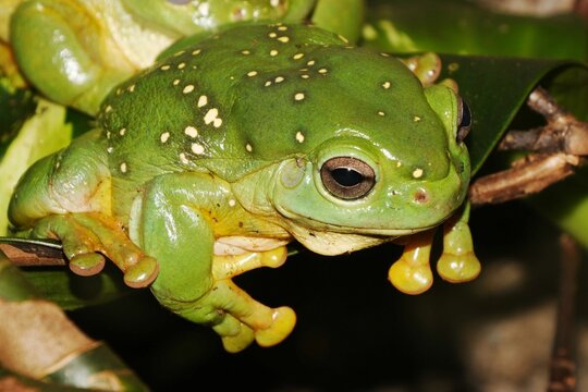 Magnificent tree frog (Ranoidea splendida), also known as Splendid treefrog, a large treefrog species from northwestern Australia