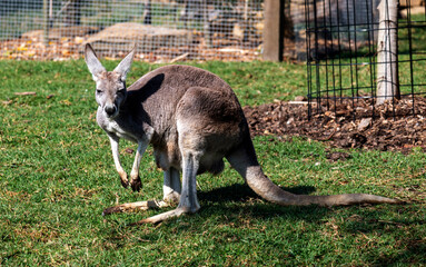 Western Grey Kangaroo (Macropus fuliginosus) © Tara