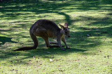 Western Grey Kangaroo (Macropus fuliginosus) © Tara