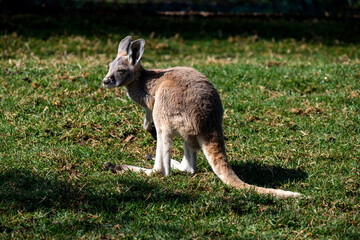 Western Grey Kangaroo (Macropus fuliginosus) © Tara