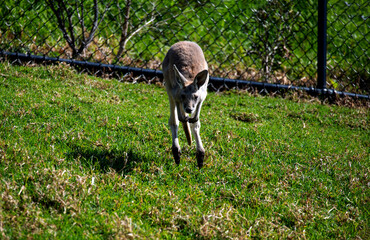 Western Grey Kangaroo (Macropus fuliginosus) © Tara
