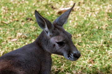 Western Grey Kangaroo (Macropus fuliginosus) © Tara