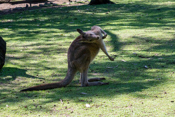 Western Grey Kangaroo (Macropus fuliginosus) © Tara