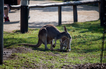 Western Grey Kangaroo with Joey (Macropus fuliginosus) © Tara