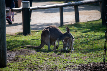 Western Grey Kangaroo with Joey (Macropus fuliginosus) © Tara