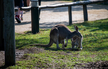 Western Grey Kangaroo with Joey (Macropus fuliginosus) © Tara