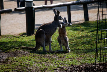 Western Grey Kangaroo with Joey (Macropus fuliginosus) © Tara