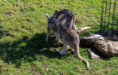 Western Grey Kangaroo with Joey (Macropus fuliginosus) © Tara