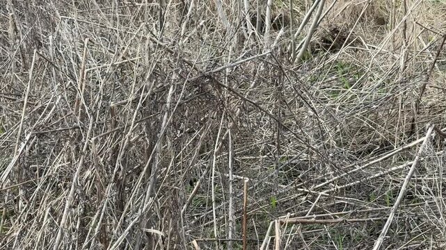 Close-up of dry grass, weeds, and small twigs scattered on the ground after snow melt. Early spring field shows natural textures, leftover vegetation, and seasonal transition in a rural landscape.