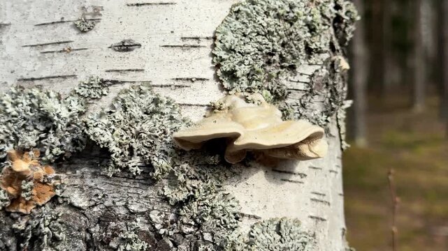 Birch polypore mushrooms growing on decaying birch trunk with moss in forest, natural texture, woodland detail