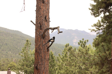 Magpie Perched on Pine Tree Trunk in Rocky Mountain Forest Landscape © Kenedy