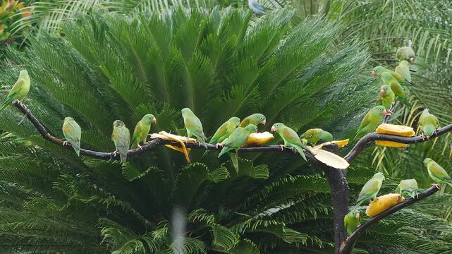 flock of orange-chinned parakeet, Brotogeris jugularis, at feeder, bickering and eating bananas 137