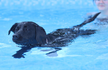 Black Labrador Dog Swimming in a Blue Pool With Owner in Background, Playful Pet Enjoying Water © Kenedy