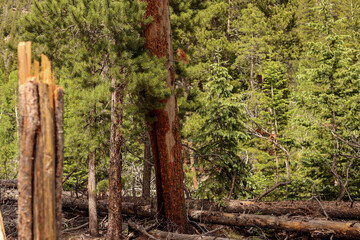 Fototapeta premium Broken Pine Trunk and Fallen Logs in Rocky Mountain National Park