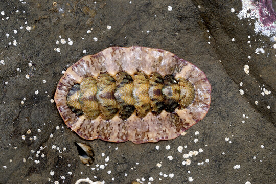 ニシキヒザラガイ　海辺の生物