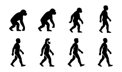 Human evolution silhouettes, 8 stages of man progress, monkey to human vector icons © Maisha