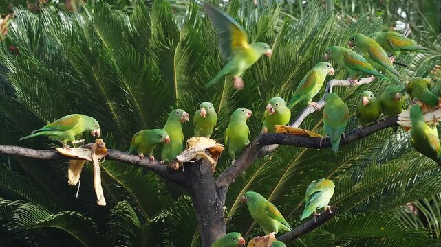 flock of orange-chinned parakeet, Brotogeris jugularis, at feeder, bickering and eating bananas 274
