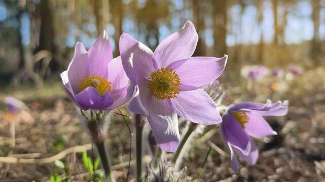 Pulsatilla patens pasque flower or prairie crocus. Pulsatilla patens is a species of flowering plant in the family Ranunculaceae. Beautiful purple flowers in forest, listed in the Red Book