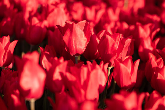 closeup of red tulip in field seamless background