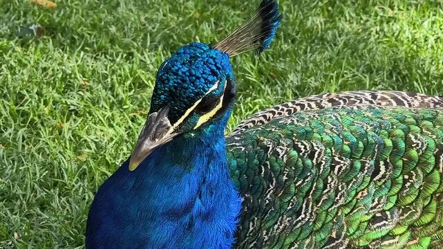Close-up portrait of a male peacock with vibrant blue feathers and detailed crest, standing on green grass in sunlight