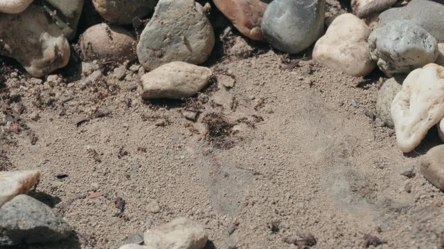 Colony of Ants Emerging from Underground Nest in Sandy Soil
