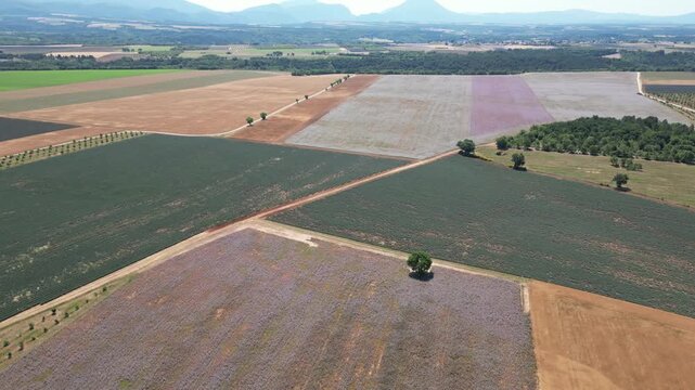 Vue a&eacute;rienne de champs de lavande dans le sud de la France