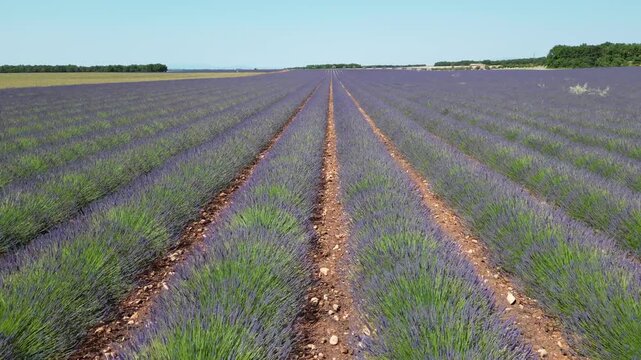 Vue a&eacute;rienne de champs de lavande en plein &eacute;t&eacute;