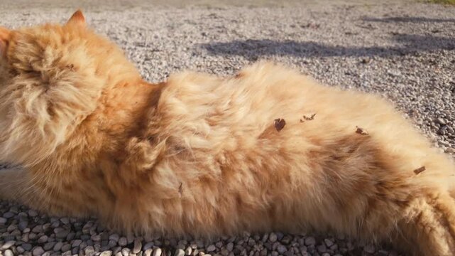 Fluffy orange cat relaxing outside on gravel