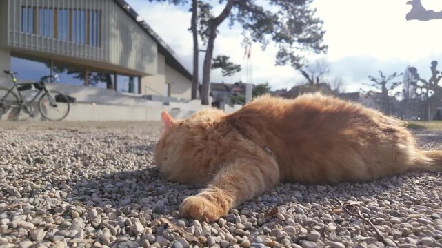 Majestic orange cat resting on a gravel path
