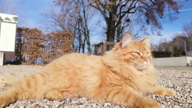 Fluffy orange cat sunbathing in a park