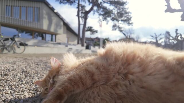 Fluffy orange cat rolling on gravel outdoors