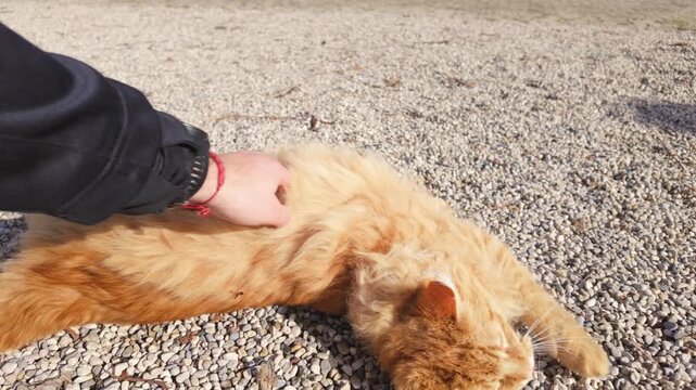 Person petting a fluffy orange cat lying on the ground