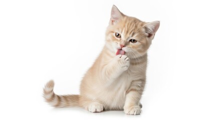 Fototapeta premium A cute orange tabby cat licking its paw on a white background clean adorable cat animal pet backgrou