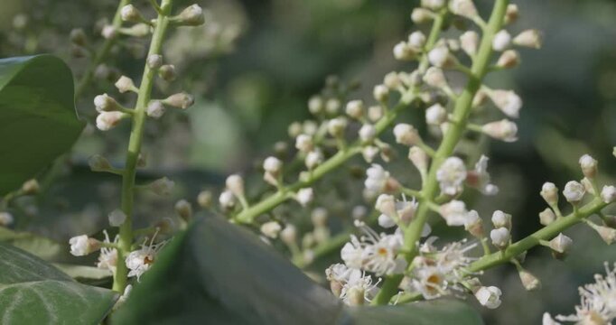 Close Up of Blooming White Cherry Laurel Flowers