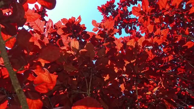 Low angle POV shot looking up at the vibrant burgundy leaves of a Royal Purple Smoke Tree (Cotinus coggygria) against a clear blue sky. Sunlight illuminates the deep red translucent foliage.