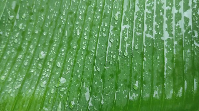 Close up of wet banana leaf with raindrops texture and line pattern background. Perfect for themes related to nature, ecology, wellness, and serene and refreshing background.