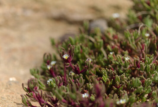 Flora of Gran Canaria - slenderleaf iceplant, Mesembryanthemum nodiflorum, natural macro floral background
