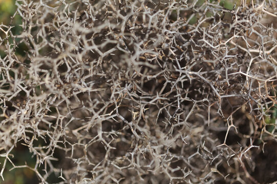 Flora of Gran Canaria -  Launaea arborescens, tree Launaea, locally called aulaga natural  floral background