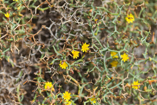 Flora of Gran Canaria -  Launaea arborescens, tree Launaea, locally called aulaga natural  floral background