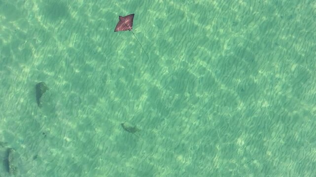 Eagle ray underwater flying Australia beautiful 