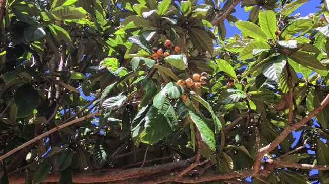 POV shot of ripe orange loquat fruits (Eriobotrya japonica) hanging on a tree with large green leaves. Close-up view of a mediterranean fruit garden under a clear blue sky on a sunny day.