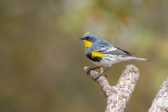 Audubon Yellow-rumped Warbler Male in Breeding Color