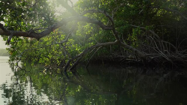 Spokojna tropikalna laguna w otoczeniu lasu namorzynowego w słonecznych promieniach