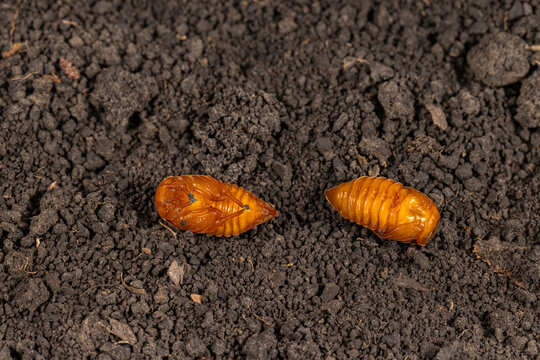 June bug, May beetle, pupa in soil. Insect identification, agriculture and lawn pest control concept.
