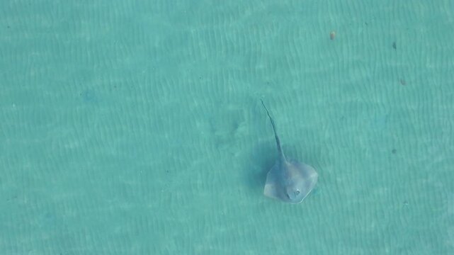 Cow tail ray swimming peacefully through blue water
