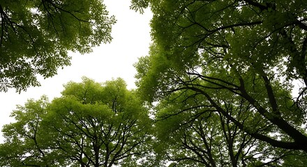 Fototapeta premium Treetops stretching towards overcast sky on a gloomy day in forest