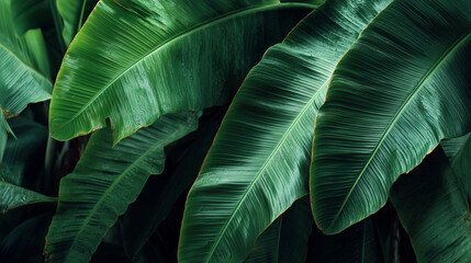 Obraz premium Beautiful banana leaves in a tropical rainforest, close-up of a large green leaf texture.