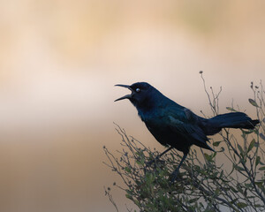 Fototapeta premium Close-up wildlife photographs of a black grackle perched on dry branches during golden hour.