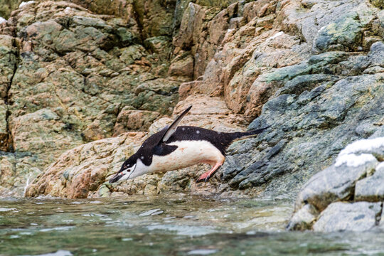 A group of Shinstrap Penguin - Pygoscelis antarcticus- standing on a rock at Cierva Cove, on the Antarctic peninsula